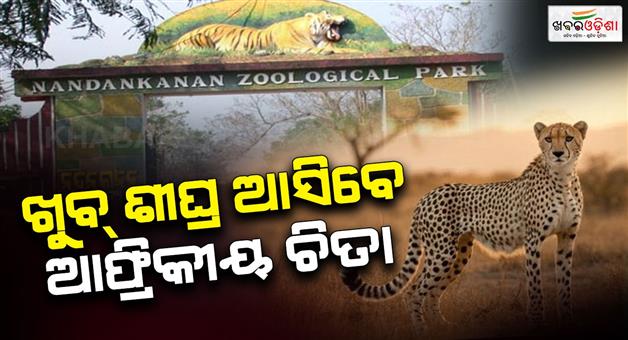 Khabar Odisha:Good-news-for-tourists-African-cheetahs-will-soon-visit-Nandankanan