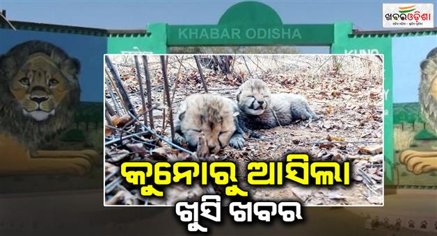 Khabar Odisha:Good-news-from-Kuno-National-Park