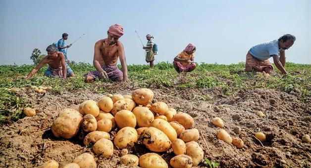 Khabar Odisha:Government-plans-to-cultivate-potatoes-in-over-50000-acres-this-year