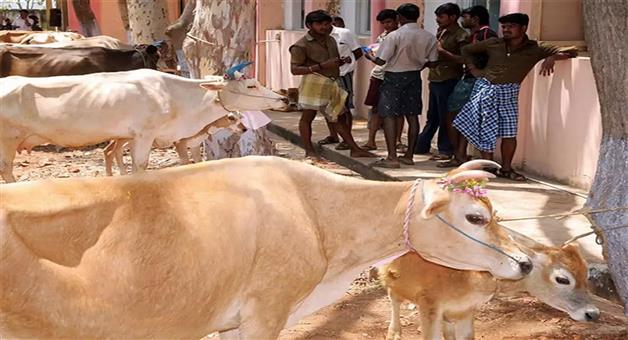 Khabar Odisha:Government-will-provide-2-cows-to-farmers-under-Kamdhenu-scheme