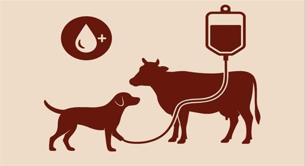 Khabar Odisha:Guidelines-for-animal-blood-transfusion-and-blood-banks-in-India
