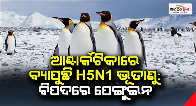 Khabar Odisha:H5N1-virus-spreading-in-Antarctica-penguins-at-risk