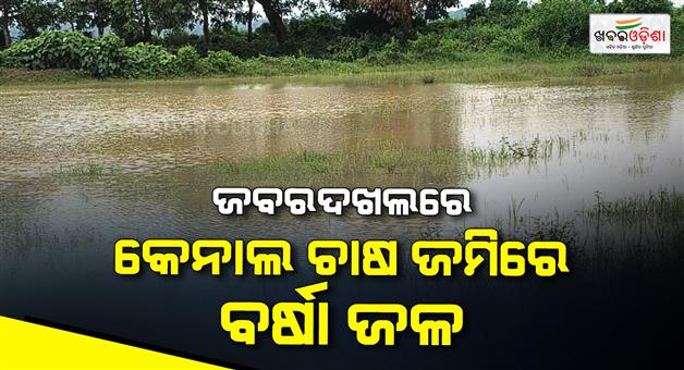 Khabar Odisha:Hectares-of-agricultural-land-submerged-in-water-in-jagatshingpur
