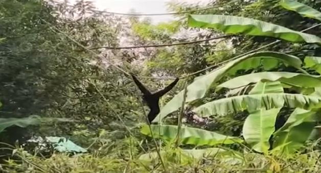 Khabar Odisha:Hoolock-Gibbon-wanders-out-of-its-enclosure-at-Nandankanan-tourists-terrified