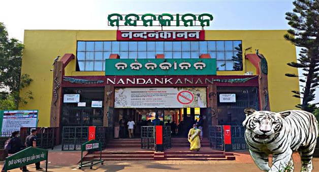 Khabar Odisha:Hybrid-lion-dies-in-Nandankanan