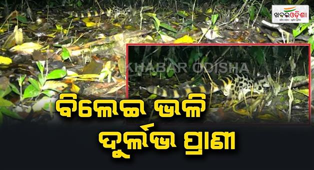 Khabar Odisha:IFS-officer-Parveen-Kaswan-shared-picture-of-rare-Linsang-spotted-in-Pakke-Tiger-reserve