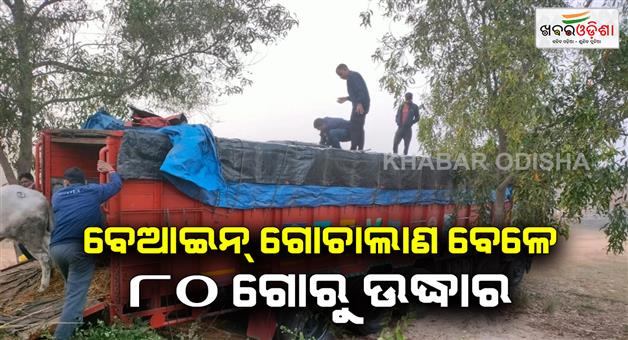 Khabar Odisha:Ilegal-cow-smuggling-80-cows-rescued-at-binika