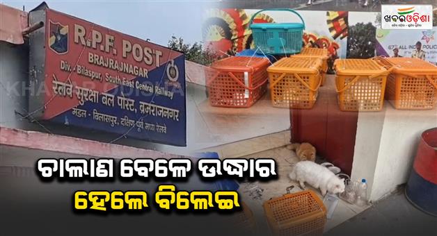 Khabar Odisha:Imported-Persian-cat-rescued-from-train