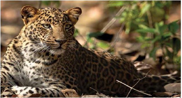 Khabar Odisha:In-4-years-192-tigers-were-killed