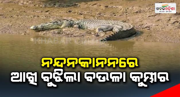 Khabar Odisha:In-Nandankanan-died-crocodile