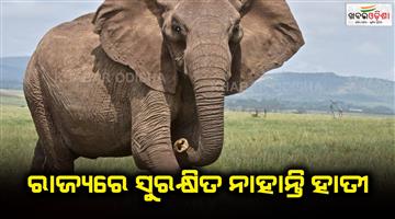 Khabar Odisha:Increase-elephant-mortality