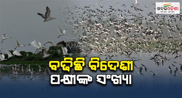 Khabar Odisha:Increase-in-bird-population-in-bhitarkanika