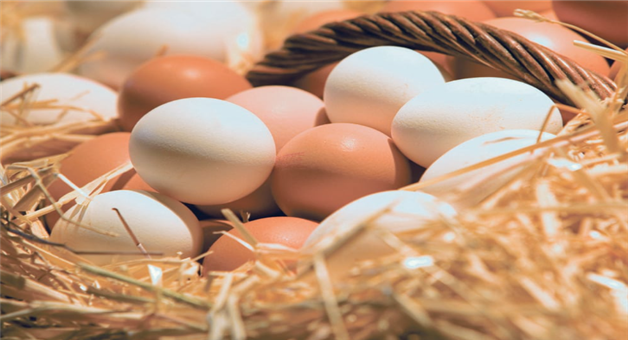 Khabar Odisha:India-china-or-us-who-is-the-Top-egg-producer-of-egg-globally-export-details