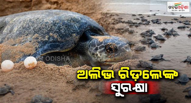 Khabar Odisha:Indian-Coast-Guards-relentless-efforts-to-protect-Olive-Ridley