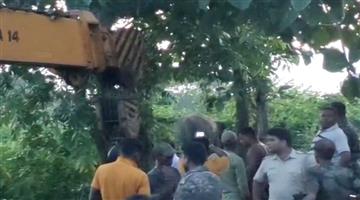 Khabar Odisha:Information-from-DFO-that-the-situation-has-been-brought-under-control-since-the-elephant-poaching-incident-has-been-tranquilized