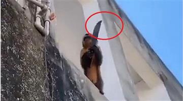 Khabar Odisha:International-Knife-in-monkey-hand-in-Brazil-as-people-fere