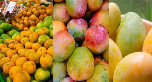 Khabar Odisha:International-Mango-Diplomacy-India-Bangladesh