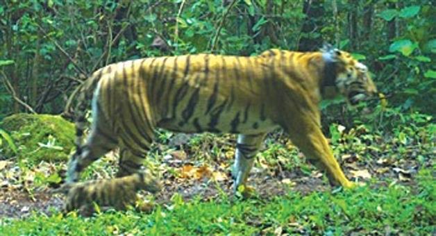 Khabar Odisha:Jinnat-the-tigress-to-roam-freely-in-Similipal-forest-radio-collar-to-be-removed-from-her-neck