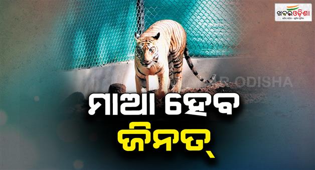 Khabar Odisha:Jinnat-tiger-will-be-became-mother