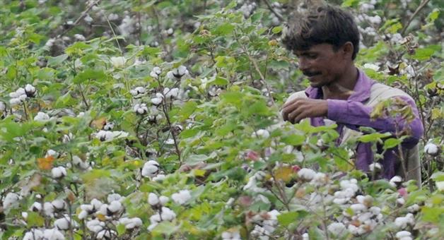 Khabar Odisha:Kalahandi-cotton-farmers-are-facing-losses