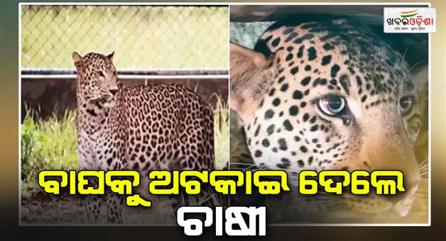 Khabar Odisha:Karnataka-farmer-saves-villagers-by-catching-leopard-by-its-tai‌l