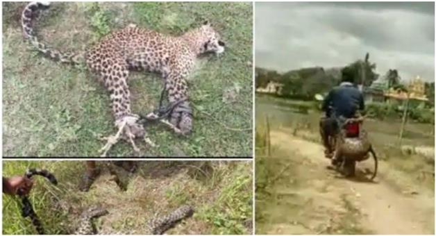 Khabar Odisha:Karnataka-man-ties-leopard-to-bike-with-rope-and-Carried-it-on-his-Bike