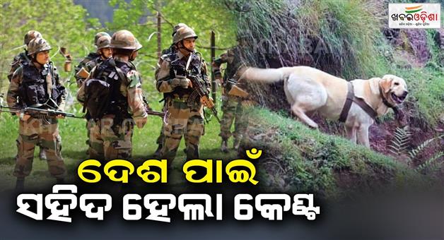 Khabar Odisha:Kent-the-army-dog-went-to-save-Javans-life-and-gave-his-life-for-the-country