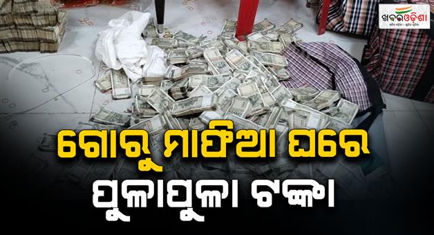 Khabar Odisha:Keonjhar-police-raid-cattle-mafia-house-Huge-amount-of-money-and-gold-jewellery-recovered-from-the-house