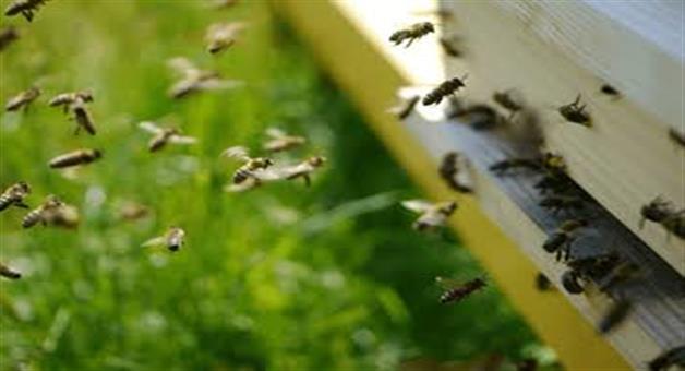 Khabar Odisha:Koraput-farmers-harvest-25-tonnes-of-honey-annually-by-planting-honey-boxes-in-innovation-way