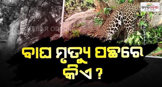 Khabar Odisha:Leopard-Death-Case-Three-Detained-Odisha-Forest-Minister-Promises-Strict-Action
