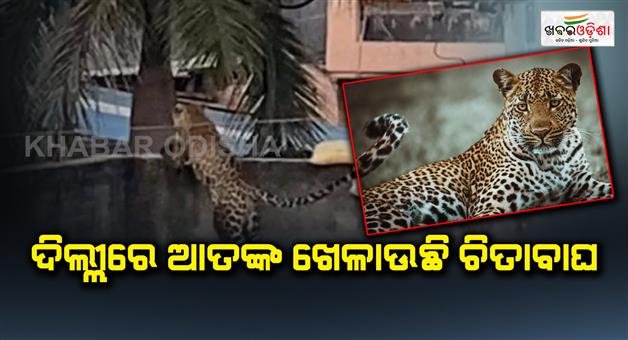 Khabar Odisha:Leopard-Enters-Delhis-Wazirabad-Attacks-Resident-Several-Injured