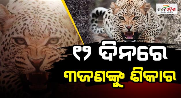 Khabar Odisha:Leopard-attack-and-killed-a-disabled-person-while-sleeping-in-a-hut-Moradabad