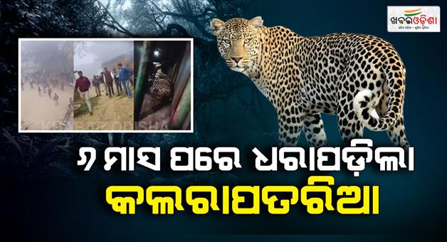 Khabar Odisha:Leopard-capture-after-six-months-in-Prayagraj