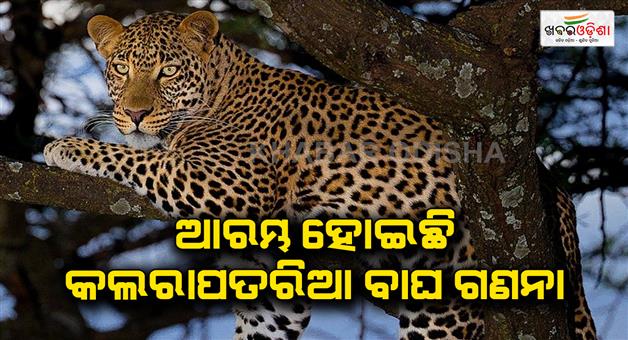 Khabar Odisha:Leopard-counting-start