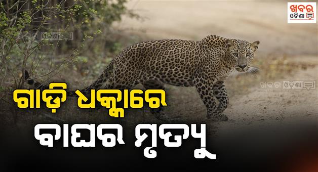 Khabar Odisha:Leopard-dies-in-car-accident