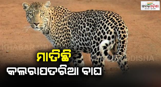 Khabar Odisha:Leopard-has-been-killed-in-Barba-protected-forest-of-Keonjhar-district