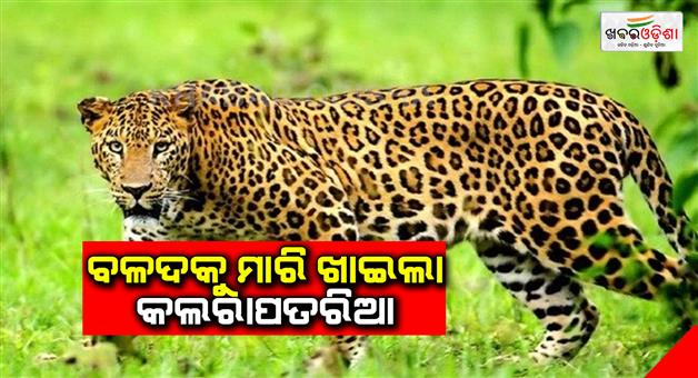 Khabar Odisha:Leopard-kills-calf