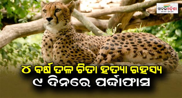 Khabar Odisha:Leopards-are-hunted-for-their-teeth-and-skin