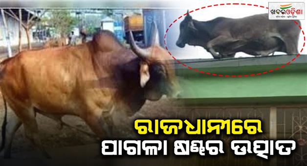 Khabar Odisha:Mad-bull-attacks--one-dead