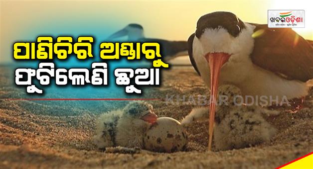 Khabar Odisha:Mahanadi-River-Bed-In-Athagarh-Provides-Safe-Nesting-Environment-To-Endangered-Indian-Skimmers