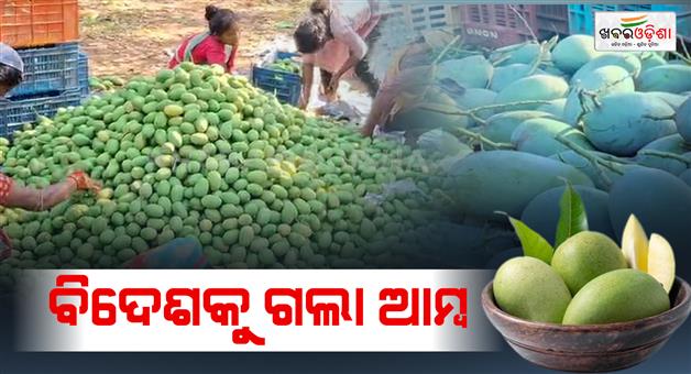 Khabar Odisha:Mangoes-from-Dhenkanal-are-exported-abroad-again