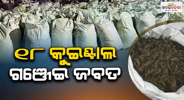 Khabar Odisha:Massive-Ganja-Seizure-in-Gajapati-Over-18-Quintals-Recovered