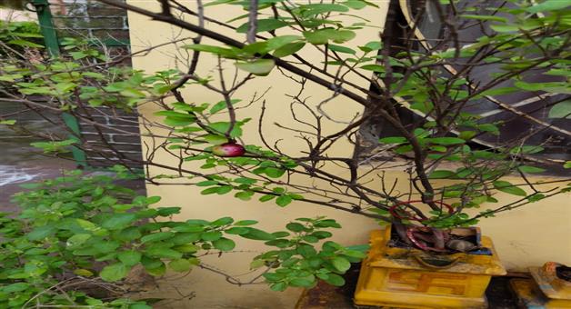 Khabar Odisha:Miraculous-scene-in-Visakhapatnam-Tulssi-trees-are-bearing-fruit