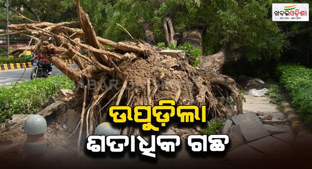 Khabar Odisha:NCR-Delhi-storm-damage-over-100-trees-uprooted-and-waterlogging-reported