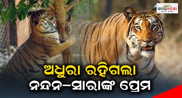 Khabar Odisha:Nandan-Saras-love-remained-unfulfilled