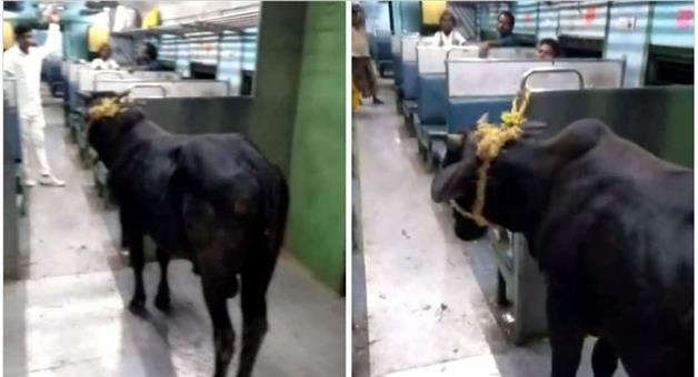 Khabar Odisha:Nation-Bull-ride-in-train-video-bull-tied-in-train-compartment-to-send-to-Sahibganj