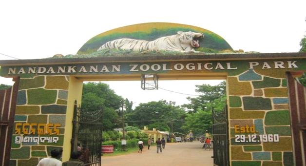 Khabar Odisha:New-guest-at-Nandankanan-Zoo-Chimpanzee-born