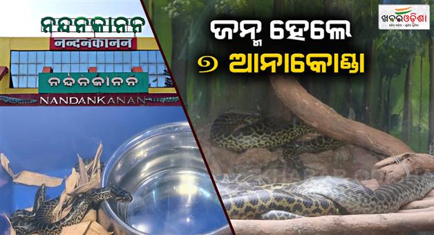 Khabar Odisha:New-guests-at-Nandankanan-7-anacondas-born