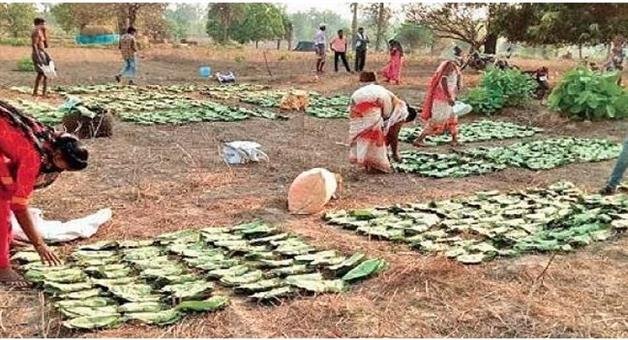 Khabar Odisha:Odisha-CM-Mohan-Majhi-Announces-₹7478-Cr-Welfare-Package-for-Kendu-Leaf-Pluckers-Bonus--Prices-Hiked