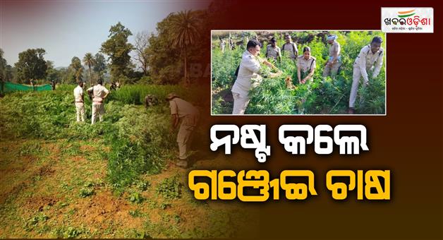 Khabar Odisha:Odisha-Polices-efforts-to-curb-illegal-marijuana-cultivation
